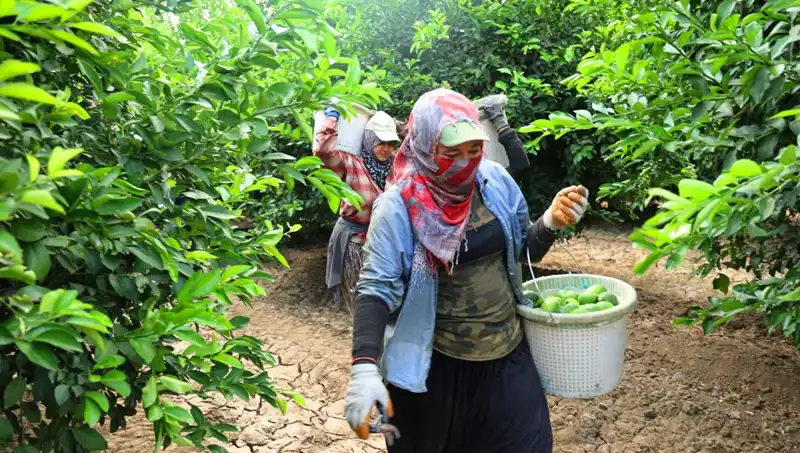 Market Fiyatlarında Şok: Kilo Fiyatı 150 Lirayı Aştı, Umutlar Hasatla Yeşeriyor!