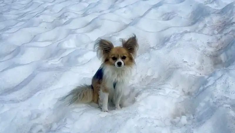 Buzul Yarığında Kalan Adamı Kahraman Köpeği Kurtardı: Bir Hayat Kurtarma Hikayesi