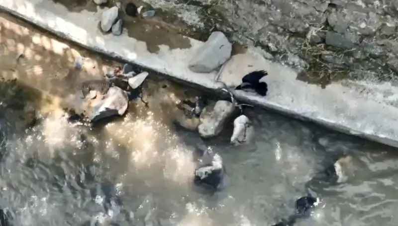 Karga ve Yılanın Mücadelesi: Doğada Hayatta Kalma Savaşı