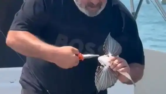Saros'ta Nadir Görülen Kırlangıç Balığı Oltaya Takıldı, Doğa Tutkunlarını Şaşırttı!