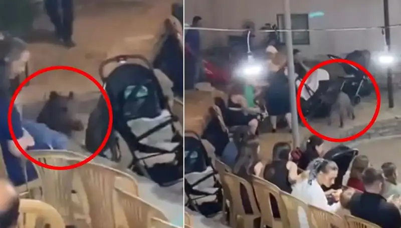 Düğün Eğlencesine Yaban Domuzu Saldırısı: Panik Dolu Anlar