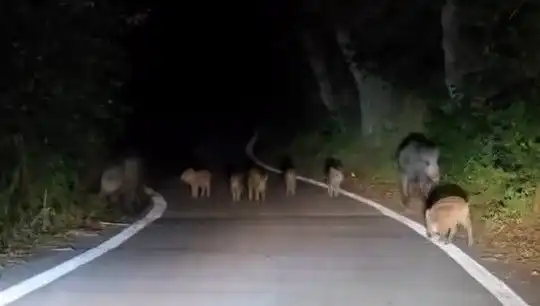 Elazığ'da Domuz Sürüsü Yolda Kaza Tehlikesi Yarattı!