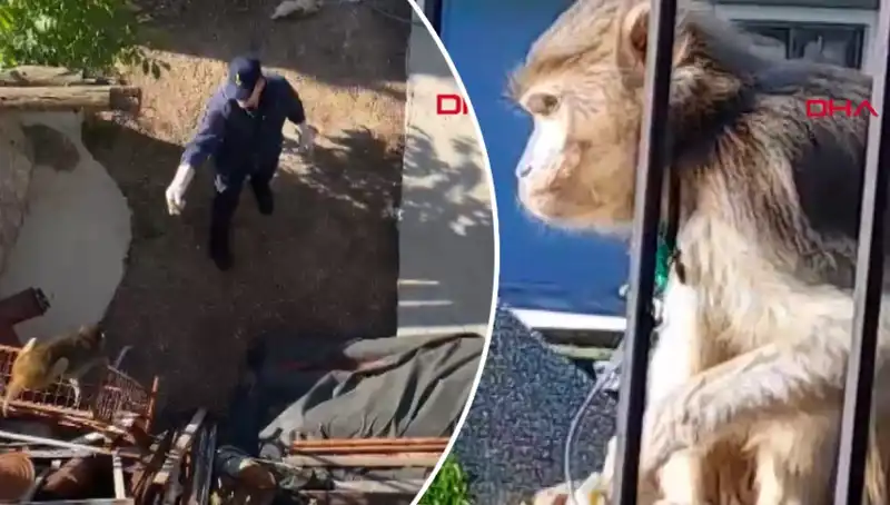 Muğla'da Sıra Dışı Bir Olay: Mahalleliyi Maymun Kovaladı!