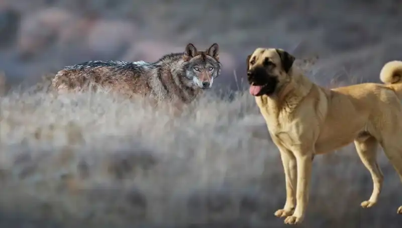 Kangal Köpeği'nin Yükselen Değeri: Kurt Popülasyonundaki Artış ve Sonuçları
