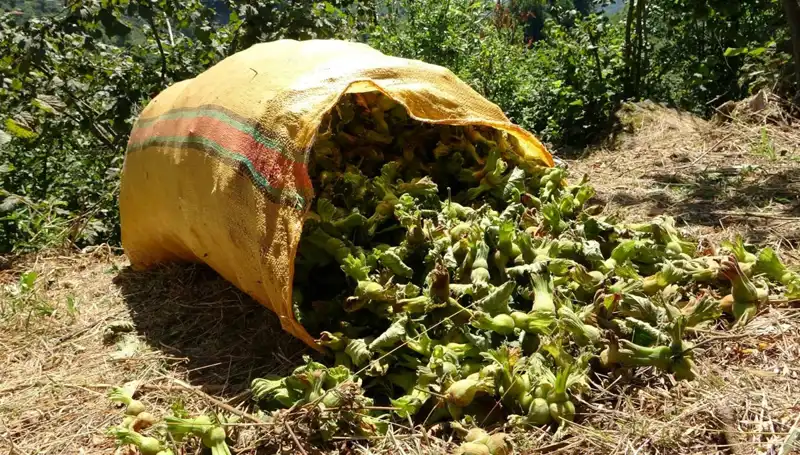 Giresun'da Fındık Hasadı Coşkusu Başladı! Fındık Üreticileri Heyecanla Bekliyor