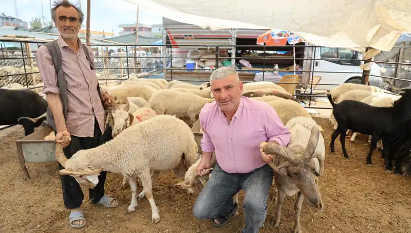 Kurban Pazarında İlgi Odağı: olağanüstü 4 Boynuzlu Koçlar