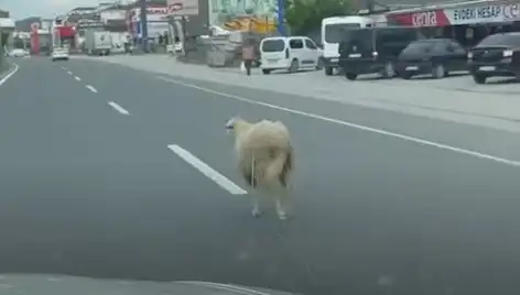 Yalova’da Kaçan Kurbanlık Hayvanlar Trafik Kaosuna Neden Oldu!