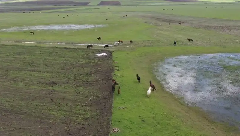Kars’ın Mistik Doğasında Yılkı Atlarının Büyüleyici Görüntüleri