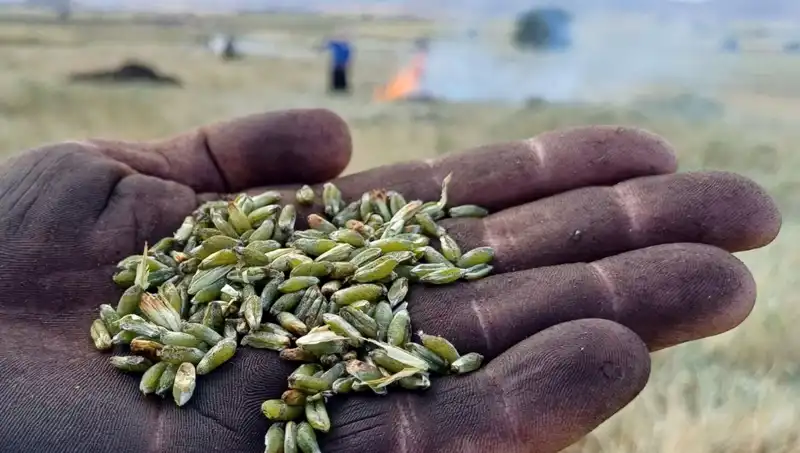 Firik Sezonu Geldi: Bu Lezzeti Kaçırmayın!