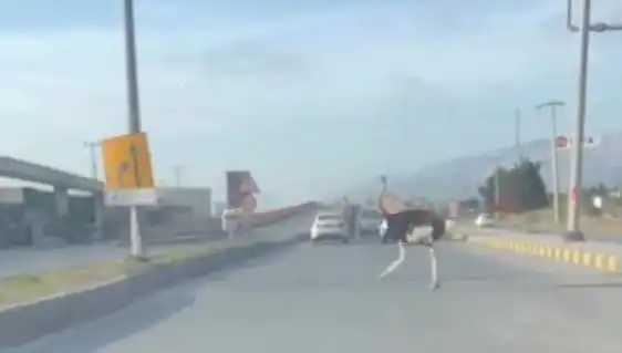 Hatay'da Yolda Deve Kuşu Görüldü: Sürücüler Şaşkınlık İçinde