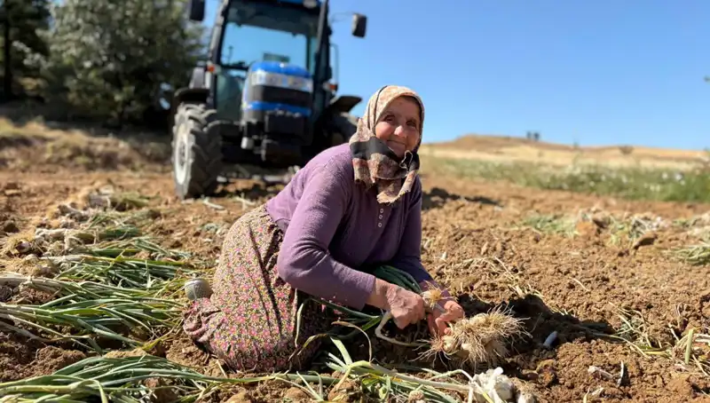 Selenyum deposu tarım ürünü: Günlük 1200 lira kazanç sağlıyor!