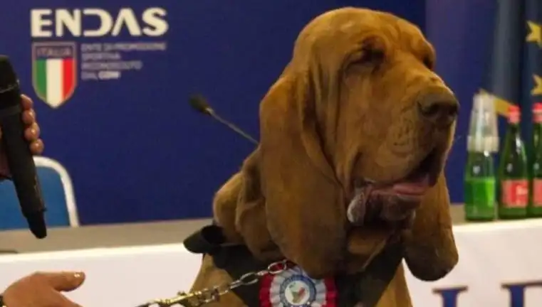 Arama Köpeğine Suikast: Çivili Sosisle Tüm Ülkeyi Sarstı