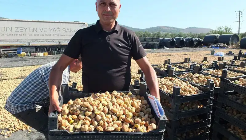 Balıkesir'in Verimli Tarım Arazileri: Çine ve Rusya'ya İhracat Başladı