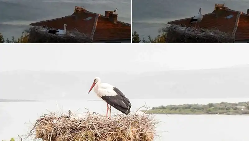 Yaren Leylek Depremi Önceden Hissetti, O Güzel An Mesajı Üzerinden Yaygınlaştı