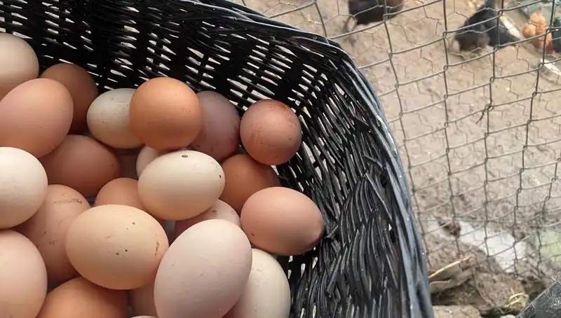 Okullarda Ekonomik Çözüm: Dünyanın En Ucuz Proteiniyle Tanışın!