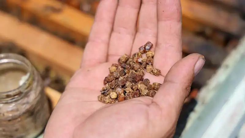 Eskiden Çöpe Giden Besin Şimdi Kilogramı 3 Bin TL'den Satılıyor