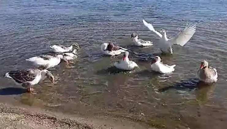 Denizde Serinleyen Kazlar, Şikayet Üzerine Kümese Kapatıldı!